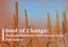 𝐒𝐞𝐞𝐝 𝐨𝐟 𝐂𝐡𝐚𝐧𝐠𝐞: 𝐓𝐡𝐞 𝐁𝐢𝐨𝐟𝐨𝐫𝐭𝐢𝐟𝐢𝐞𝐝 𝐏𝐞𝐚𝐫𝐥 𝐌𝐢𝐥𝐥𝐞𝐭 𝐒𝐮𝐜𝐜𝐞𝐬𝐬 𝐒𝐭𝐨𝐫𝐲 𝐟𝐫𝐨𝐦 𝐒𝐚𝐭𝐚𝐫𝐚